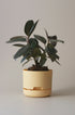 Mr Kitly x Decor selfwatering pots - Buff - Plantsmith | Indoor Plants Melbourne